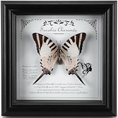 Framed butterfly taxidermy for sale  Delivered anywhere in USA 