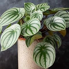 Peperomia argyreia remarquable d'occasion  Livré partout en France