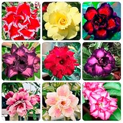 Desert rose seeds for sale  Delivered anywhere in USA 