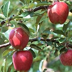 One gala apple for sale  Delivered anywhere in USA 