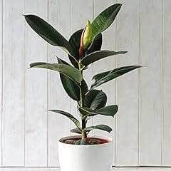 Indian rubber plant for sale  Delivered anywhere in UK
