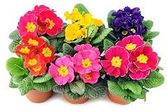 Seed flower polyanthus for sale  Delivered anywhere in UK