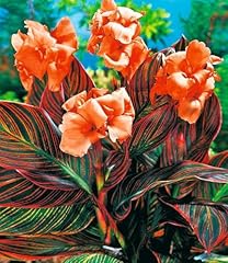 Durban canna lily for sale  Delivered anywhere in USA 