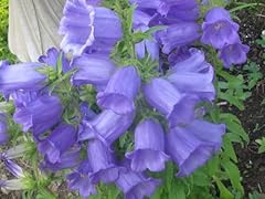 200 blue canterbury for sale  Delivered anywhere in USA 