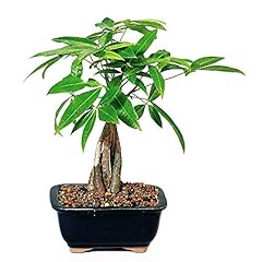 9greenbox money tree for sale  Delivered anywhere in USA 