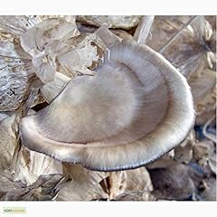 Portal cool pleurotus usato  Spedito ovunque in Italia 