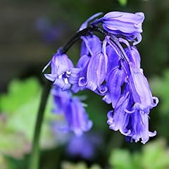 Cultivated english bluebells for sale  Delivered anywhere in UK