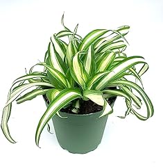 Variegated spider plant for sale  Delivered anywhere in USA 