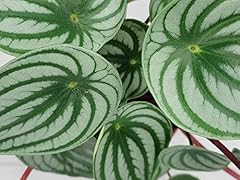 Rare watermelon peperomia for sale  Delivered anywhere in USA 