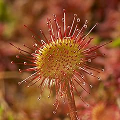 Drosera paradoxa carniverous for sale  Delivered anywhere in UK