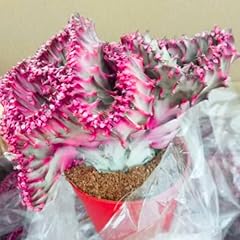 Pink euphorbia lactea for sale  Delivered anywhere in USA 