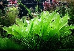 Nuphar japonica lampadina usato  Spedito ovunque in Italia 