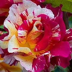 Van zyverden roses for sale  Delivered anywhere in USA 