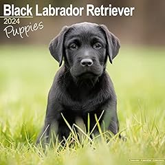 Black labrador puppies for sale  Delivered anywhere in UK