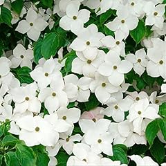 Cornus kousa blue for sale  Delivered anywhere in UK