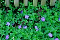 Vinca plant live for sale  Delivered anywhere in USA 
