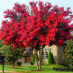 Lagerstroemia indica rot gebraucht kaufen  Wird an jeden Ort in Deutschland