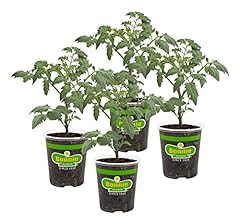 Bonnie plants patio for sale  Delivered anywhere in USA 