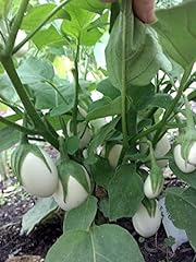 Easter egg plant for sale  Delivered anywhere in USA 
