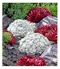 Baldur garten sempervivum gebraucht kaufen  Wird an jeden Ort in Deutschland