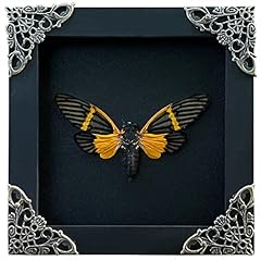 Real butterfly black for sale  Delivered anywhere in USA 