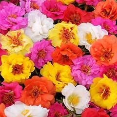 10000 mixed portulaca for sale  Delivered anywhere in USA 