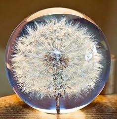 Paperweight dandelion dream for sale  Delivered anywhere in Ireland