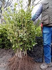 Griselinia littoralis hedging for sale  Delivered anywhere in UK