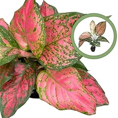 Aglaonema lady valentine for sale  Delivered anywhere in USA 