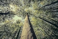 50st roteiche 80cm gebraucht kaufen  Wird an jeden Ort in Deutschland