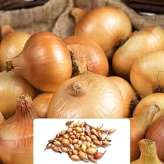 50pcs centurion onion for sale  Delivered anywhere in UK