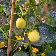 Premier seeds direct for sale  Delivered anywhere in UK