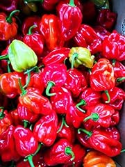 Semi peperoncino habanero usato  Spedito ovunque in Italia 