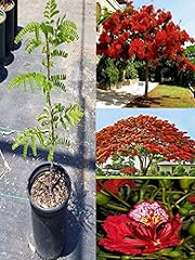 Red delonix regia for sale  Delivered anywhere in USA 