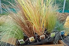 Short evergreen grasses for sale  Delivered anywhere in UK