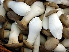 Pleurotus eryngii funghi usato  Spedito ovunque in Italia 