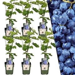 Plants frank weintrauben gebraucht kaufen  Wird an jeden Ort in Deutschland