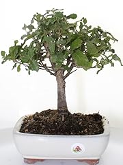 Bonsai quercia sughero usato  Spedito ovunque in Italia 