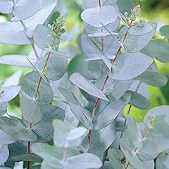 Eucalyptus tree sale for sale  Delivered anywhere in Ireland