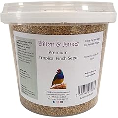 Premium foreign finch for sale  Delivered anywhere in UK