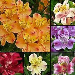 Dichondra 100 alstroemeria for sale  Delivered anywhere in USA 