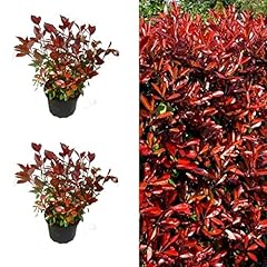 Photinia little red for sale  Delivered anywhere in UK