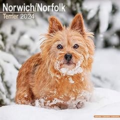 Norwich terrier calendar for sale  Delivered anywhere in USA 
