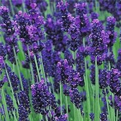 English lavender augustifolia for sale  Delivered anywhere in Ireland