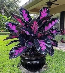 Graines plantes caladium d'occasion  Livré partout en France