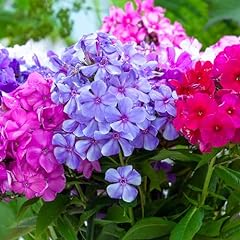 Double phlox bare for sale  Delivered anywhere in USA 