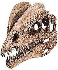 Rex skull dinosaur for sale  Delivered anywhere in USA 