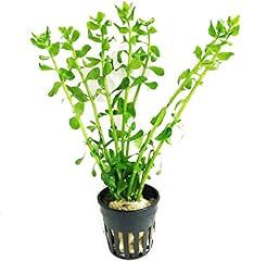 Bacopa monnieri moneywort for sale  Delivered anywhere in USA 