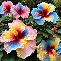 Giant hibiscus seeds for sale  Delivered anywhere in USA 