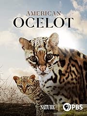 American ocelot for sale  Delivered anywhere in USA 